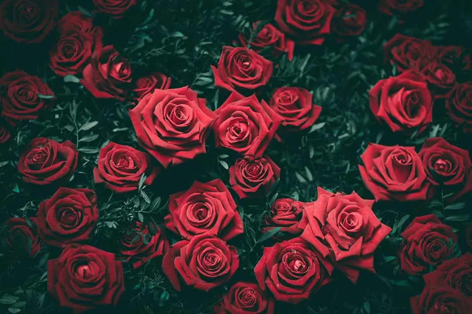 red flowers aesthetic background design